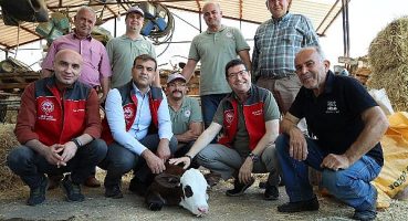 Buzağına Sahip Çık Projesiyle Ekonomiye 21 Milyon Kazanç