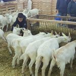 mustafakemalpasada-koyun-keci-ekipmanlari-tanitim-festivali-hazirliklari-basladi.jpg