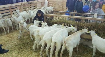 Mustafakemalpaşa’da koyun keçi ekipmanları tanıtım festivali hazırlıkları başladı