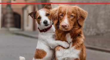 Aksigorta’dan Patili Dostlar için yeni ürün: “Pati Plus”