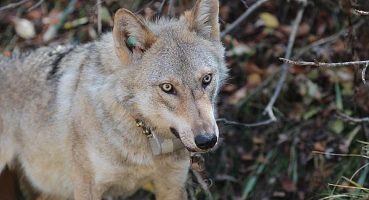 Boyner ve National Geographic, yaban hayatın korunması için “Bugün Var, Yarın Yok Olmasın” diyor