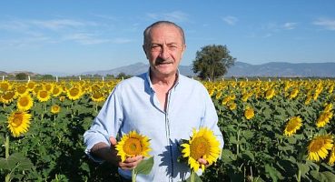 Didim Belediyesi’nin Ektiği Ayçiçekleri Hasata Hazır