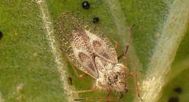 Kocaeli Büyükşehir: Meşe dantel böceği zararsızdır