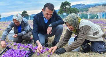 Dünyanın en pahalı baharatı Mersin Yenişehir’de yetiştiriliyor
