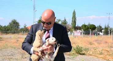 Keçiören Belediyesi Sokak Hayvanlarına Can Oluyor