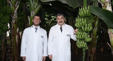 Osmaniye OSB Muz Serasında İlk Hasat Gerçekleştirildi