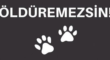 Sokak Hayvanlarına Yönelik Şiddeti Durdurmak İçin Rekor Destek