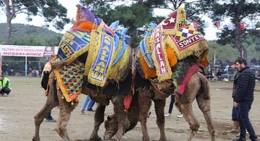 Burhaniye Pelitköy Deve Güreşleri Başlıyor