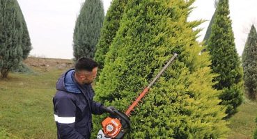 Kartepe Suadiye Kavşağında ağaçlar budandı