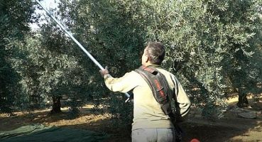 Mustafakemalpaşa’da Zeytin Hasadı Mesaisi Süsüyor