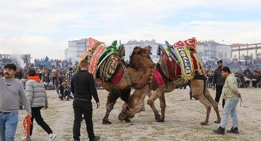 Burhaniye Deve Güreşleri Nefes Kesti