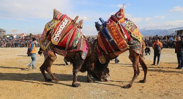 Burhaniye'de Zeytin Hasat Festivali ve Deve Güreşleri Başlıyor