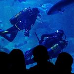 istanbul-akvaryumdan-somestire-ozel-etkinllkler.jpg