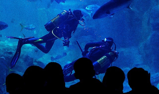 istanbul-akvaryumdan-somestire-ozel-etkinllkler.jpg