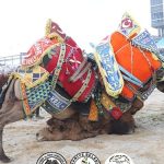 burhaniye-belediyesi-tarafindan-18-burhaniye-zeytin-ve-zeytinyagi-hasat-festivali-kapsaminda-duzenlenen-geleneksel-deve-guresleri-yapildi.jpg