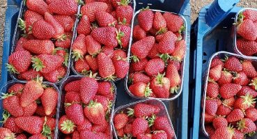 Muğla'nın Çilekleri Migros Raflarında