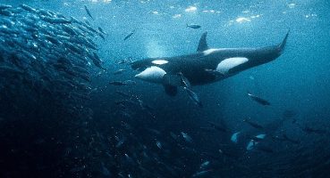 Kayıp Dünyalar BBC Earth ile Keşfediliyor