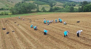 Tıbbi Aromatik Bitki Yetiştiriciliğinde yeni ürün; kekik
