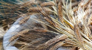 Seferihisar'da “Ata Ekmeği ve Armola" şenliği coşkusu