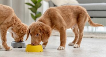 Glukozamin Evcil Dostların eklem sağlığına mucizevi faydalar sağlıyor