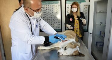 Boynunu jiletli telin kestiği köpek sağlığına kavuştu