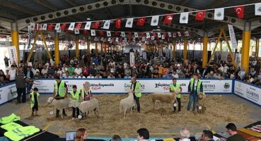 İnegöl Küçükbaş Hayvancılık Festivalinin Tarihleri Belli Oldu
