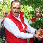 milyonlarca-kiraz-agaci-ihracat-rekoru-kirmak-icin-1-hafta-onceden-meyvelerini-verdi.jpg