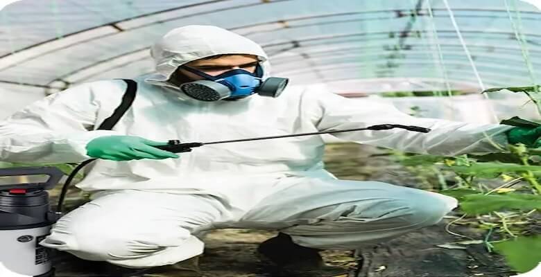 Böcek İlaçlama: Ankara’da Ev Sağlığınız İçin Almanız Gereken Adımlar