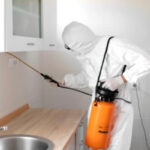 Ankara'da Böcek Sorunu: Hangi Semtler Daha Riskli?