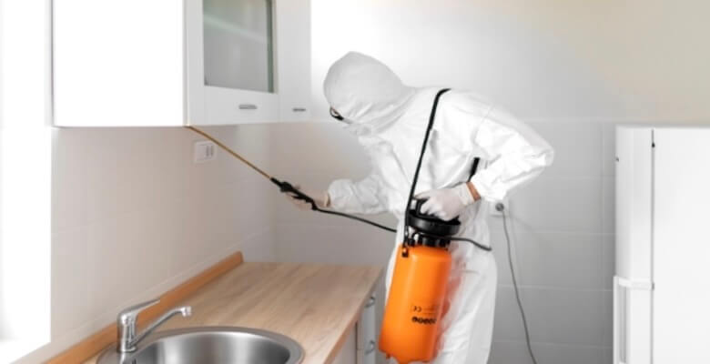 Ankara'da Böcek Sorunu: Hangi Semtler Daha Riskli?