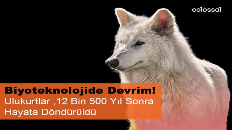 Nesli Tükenen Ulukurtlar 12 Bin Yıl Sonra Hayata Döndürüldü